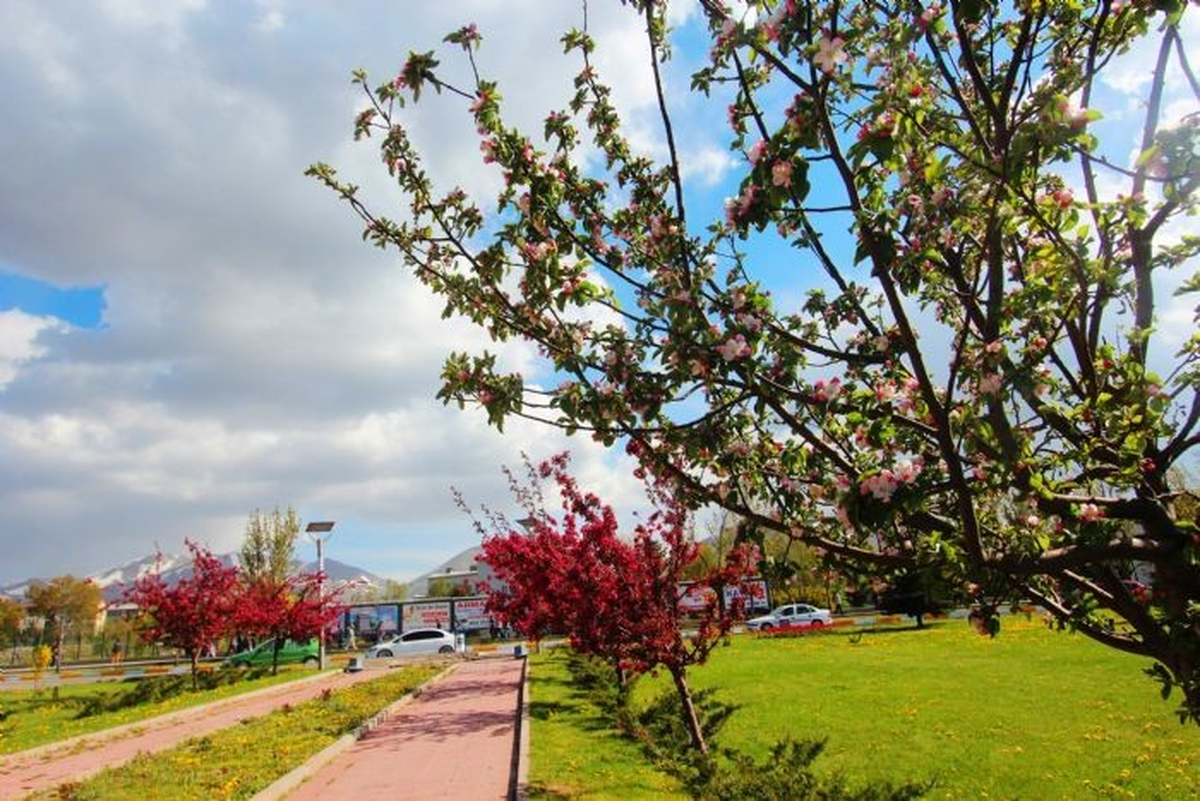 Erzurum\'da 130 Bin Lale Açtı