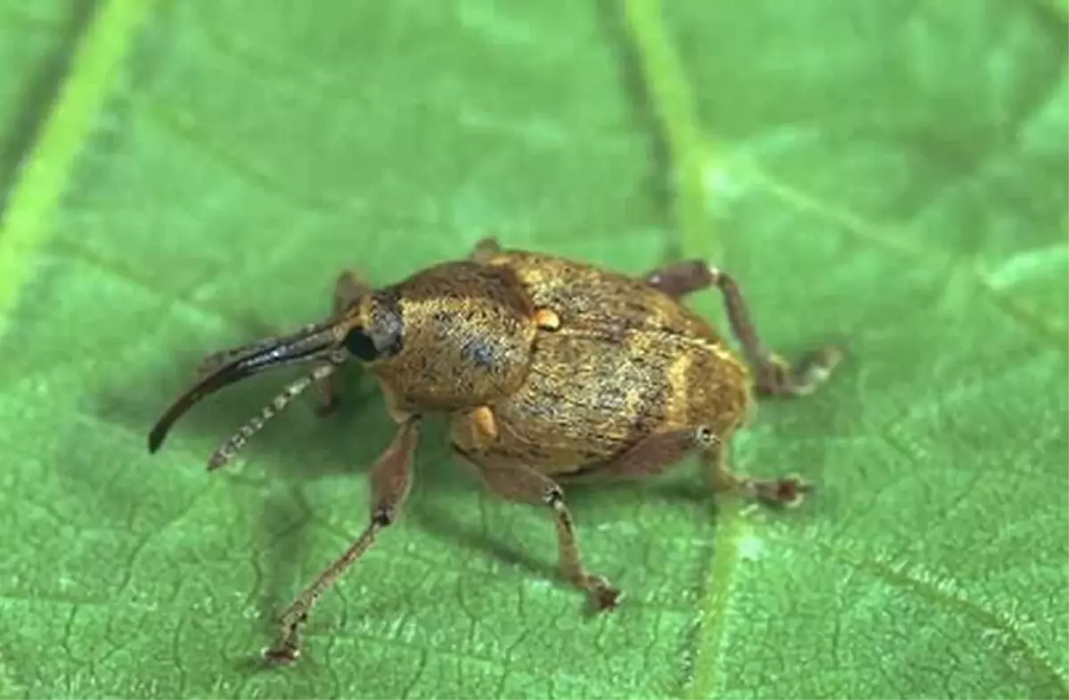 Fındık Kurdu ile Mücadele Zamanı
