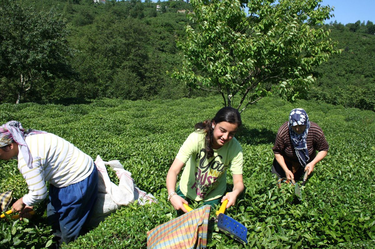 Giresun'un Espiye İlçesinde 1. Sürgün Yaş Çay Hasadı Başladı
