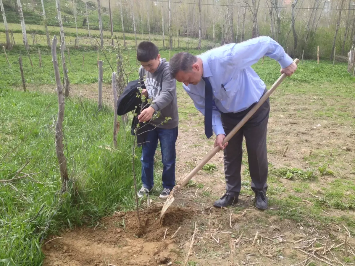 Hizan'da Fidan Dikimi
