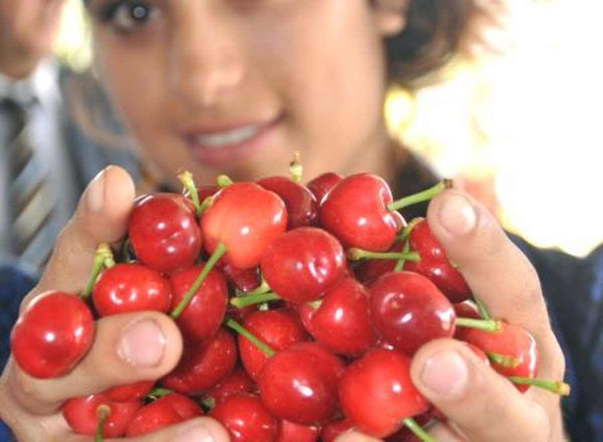 Lapseki\'de Kiraz İçin Patent Çalışması