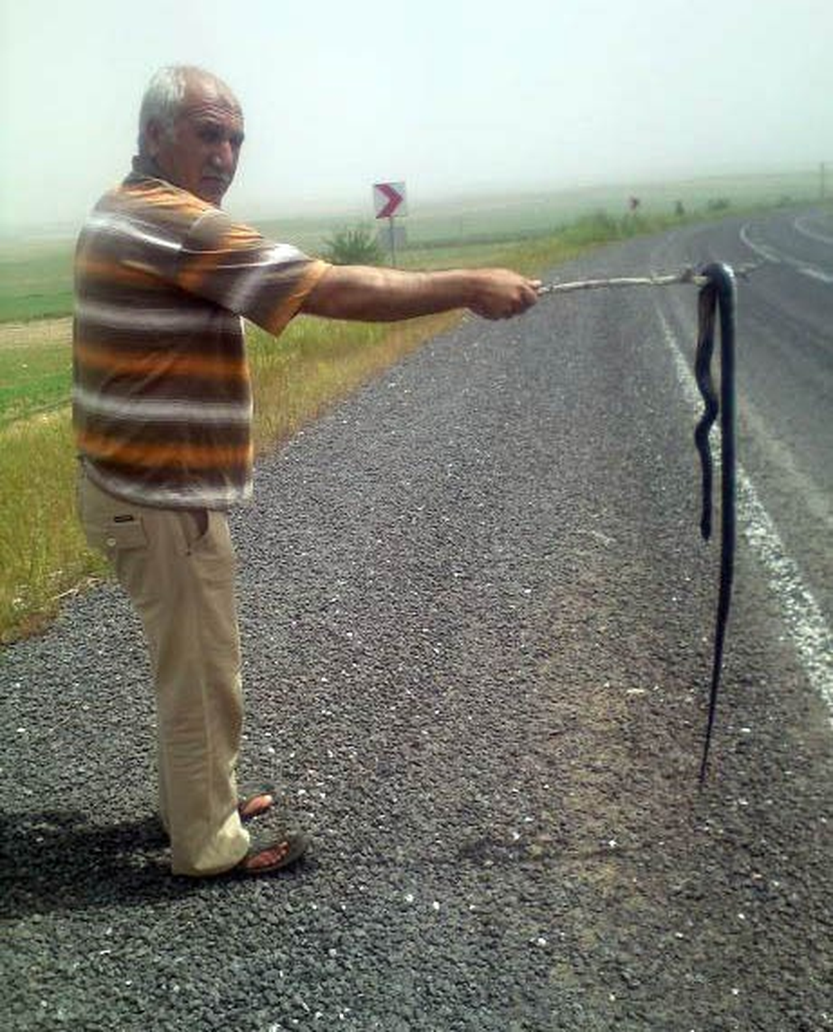 (Özel Haber) Havalar Isındı, Yılanlar Ortaya Çıktı