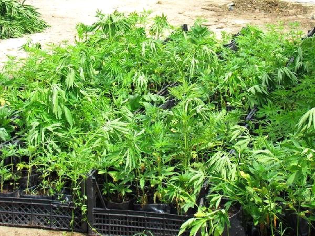4 Dönüm Tarlada 10 Bin Kök Hintkeneviri