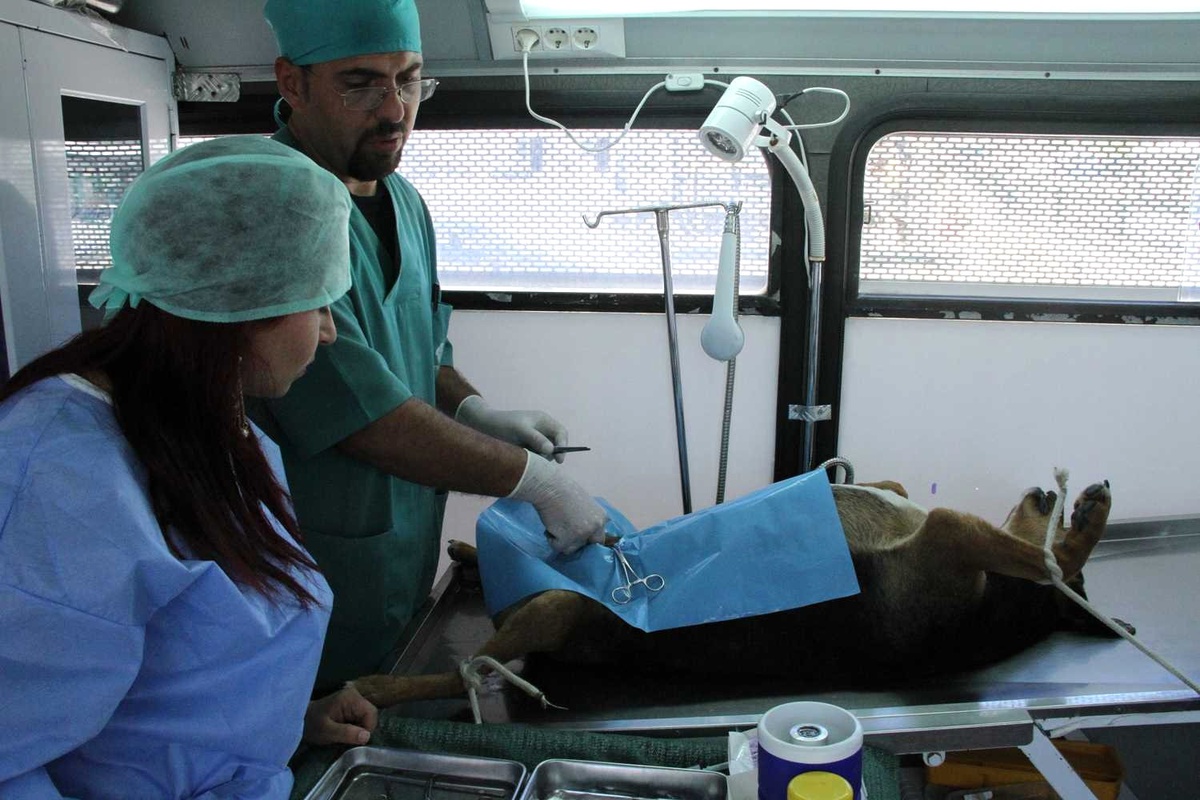 Belediyeden Sokak Hayvanlarına Yönelik Çalışmalar
