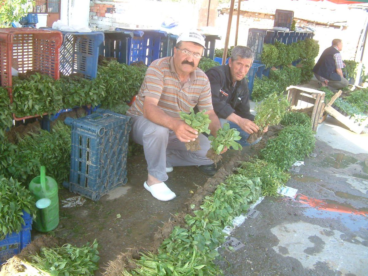 Burhaniye\'de Sebze Dikim Zamanı