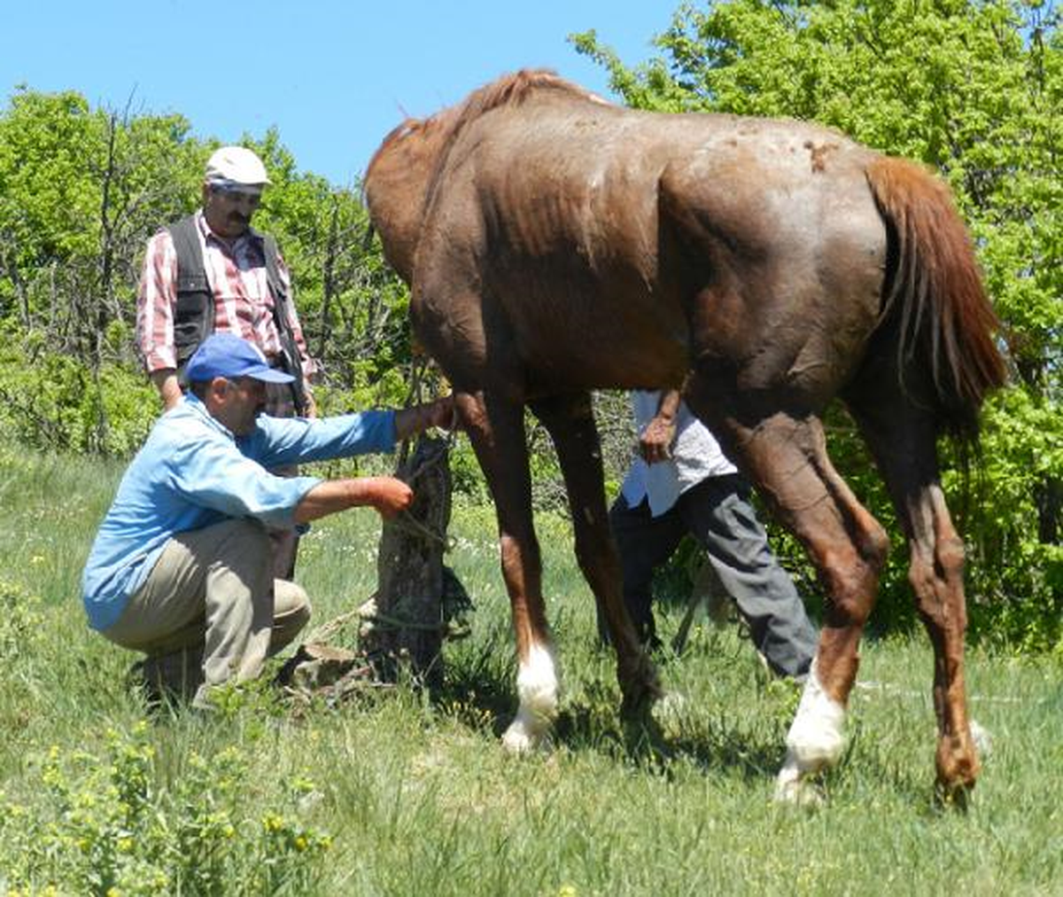 Çorum'da, Bolluk Bereket İçin At Kurban Ediliyor