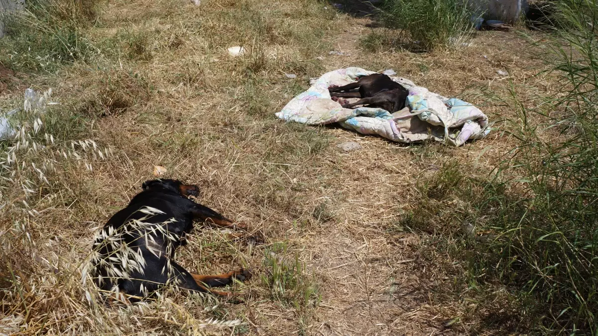 Marmaris'te Köpeklerin Zehirlendiği İddiası