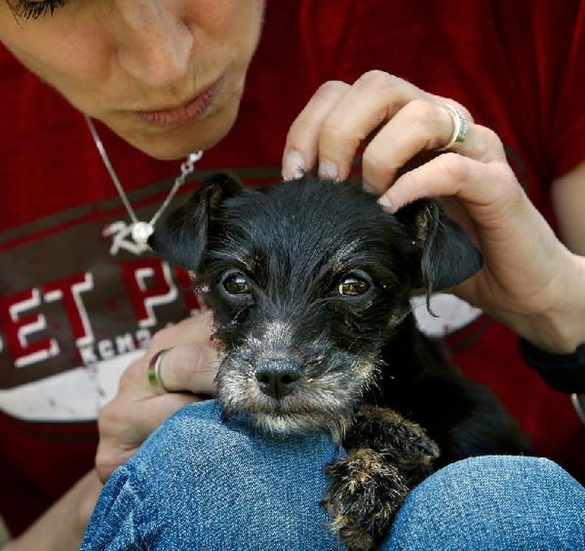 Minik Köpek, Sigara Yiyerek Hayatta Kaldı