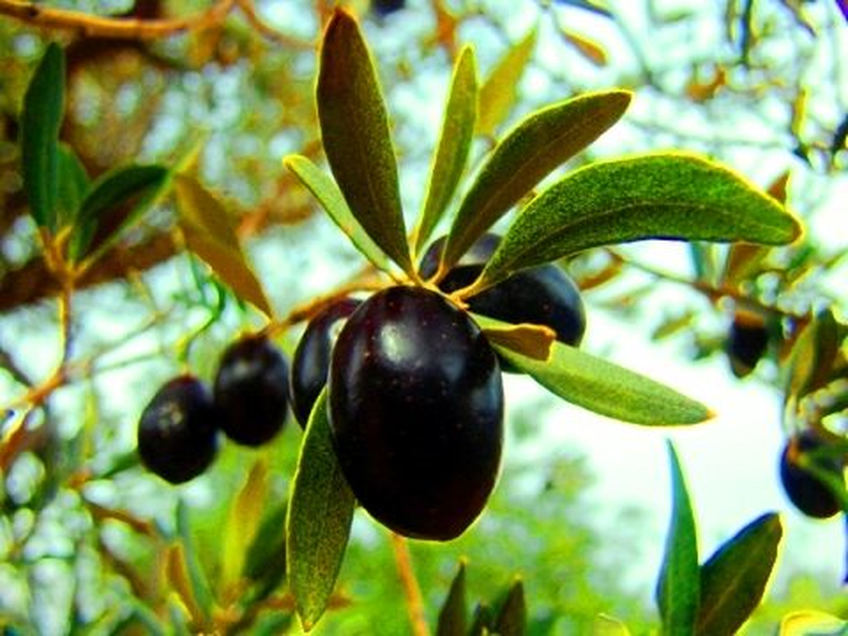 Zeytin Üreticisine "Sit" Şoku