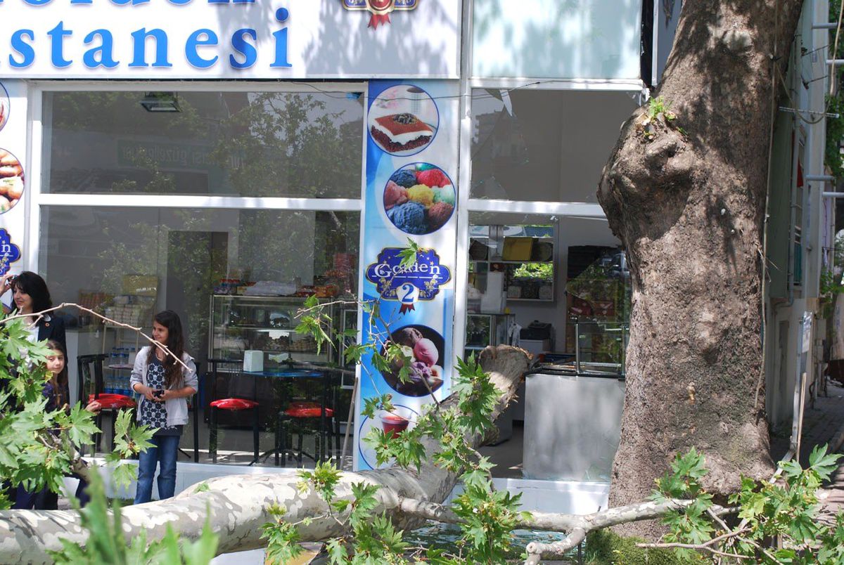 Çınar Ağacı Pastaneye Girdi