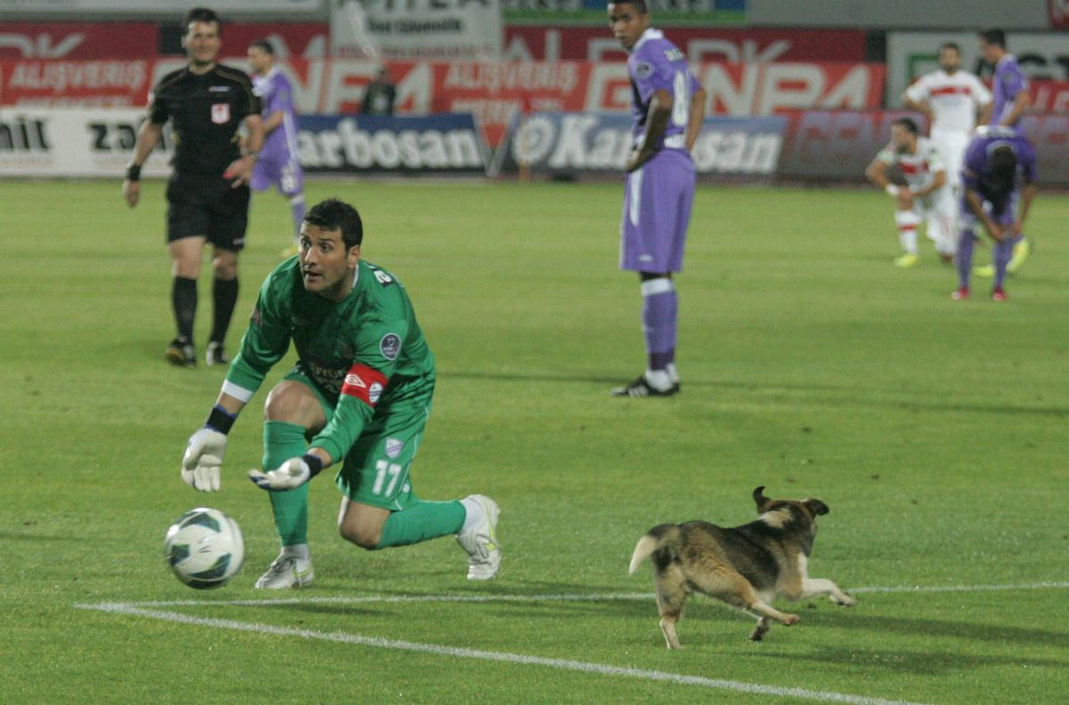 Maç Ortasında Sahada Köpek