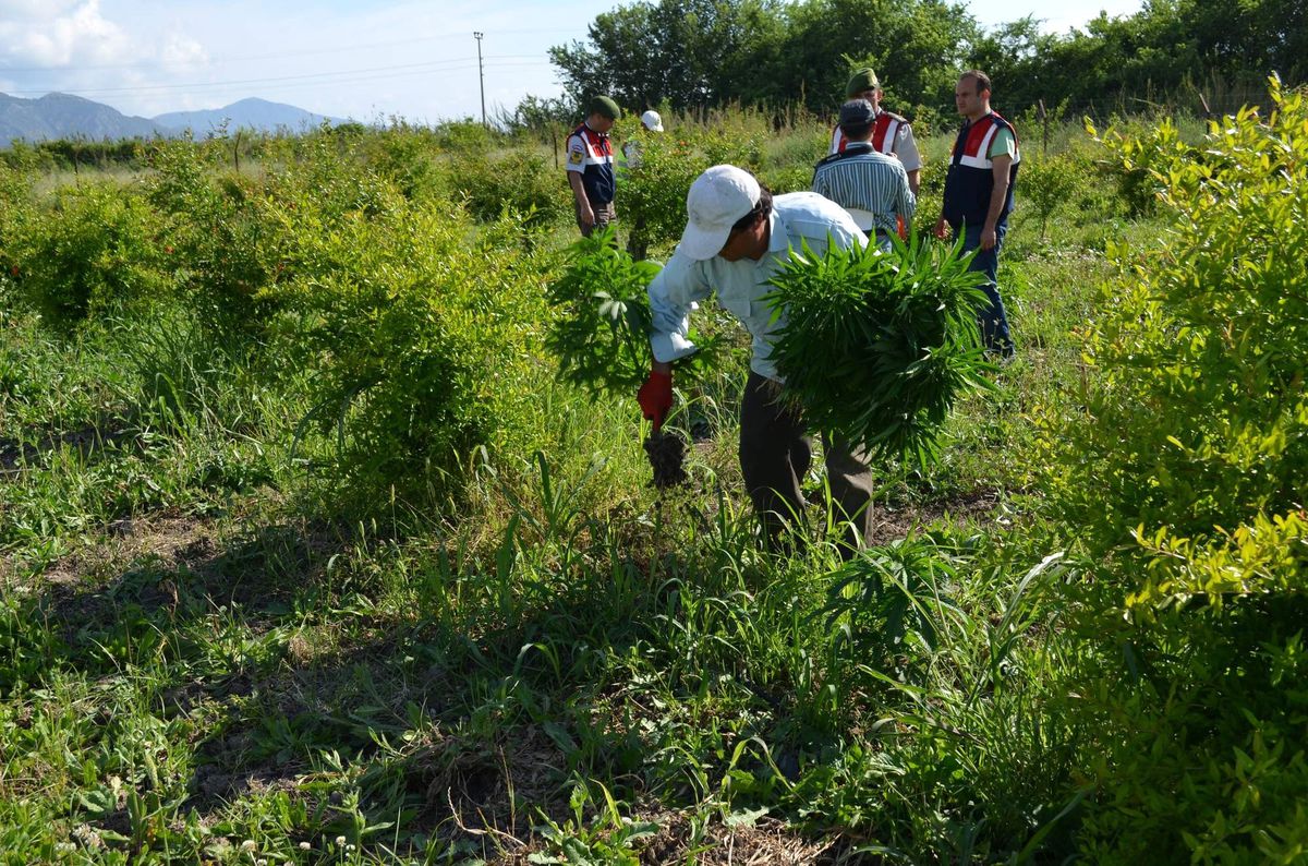 Ortaca\'da 28 Bin Kök Kenevir Ele Geçirildi