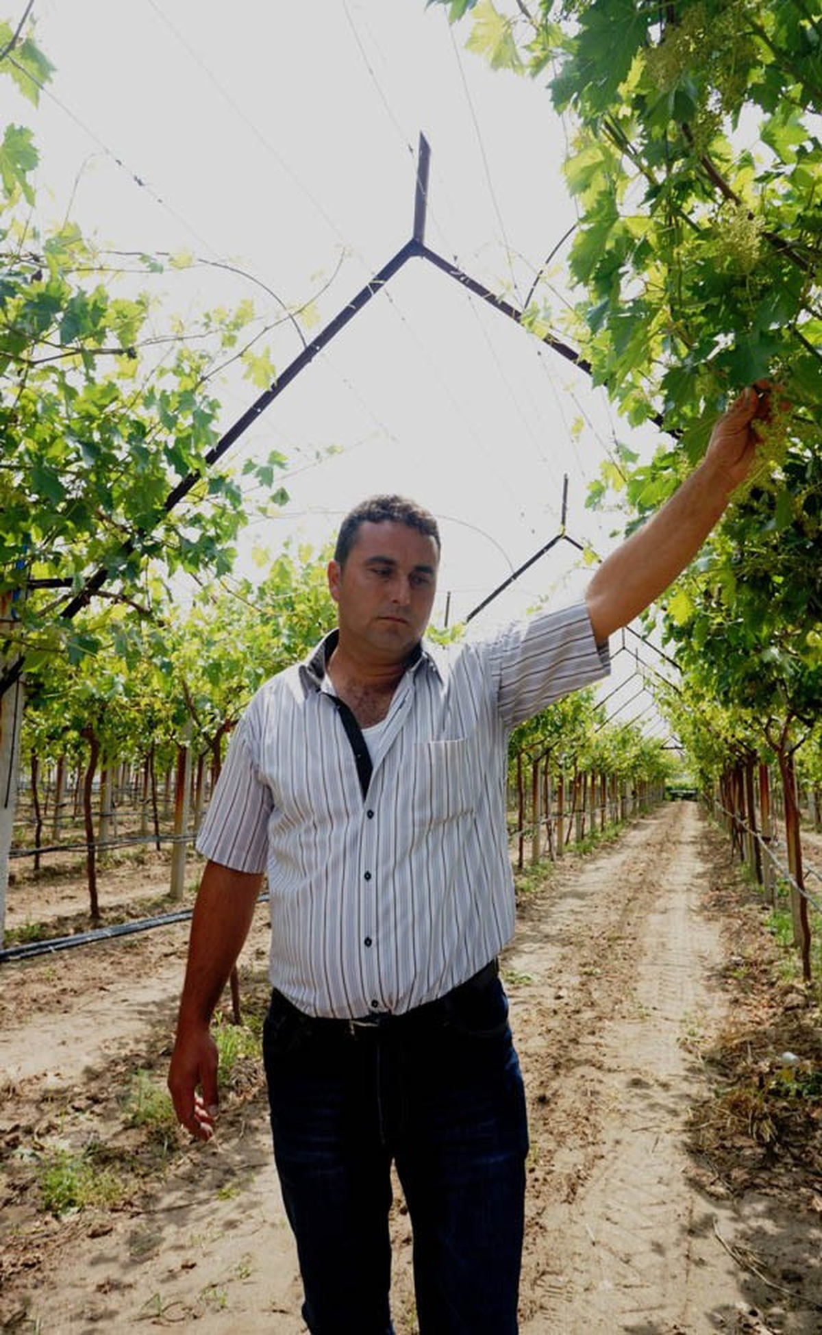 Girişimci Bağcı, Üzümlerini Doludan Kurtardı