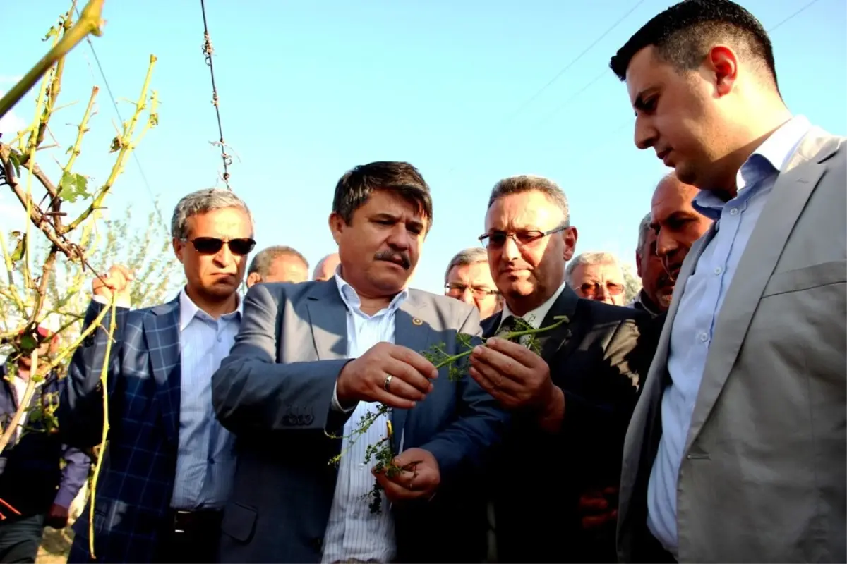 Milletvekilleri Tanrıverdi ve Yurttaş, Üzüm Üreticileriyle Görüştü