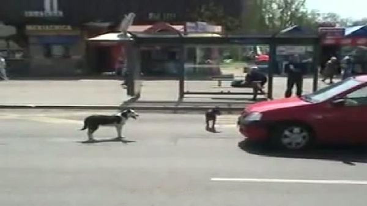 Sokak Köpekleri Araba Plakalarını Böyle Söktü