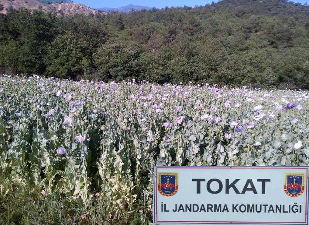 Tarlada 581 Bin 720 Kök Haşhaş Ele Geçirildi