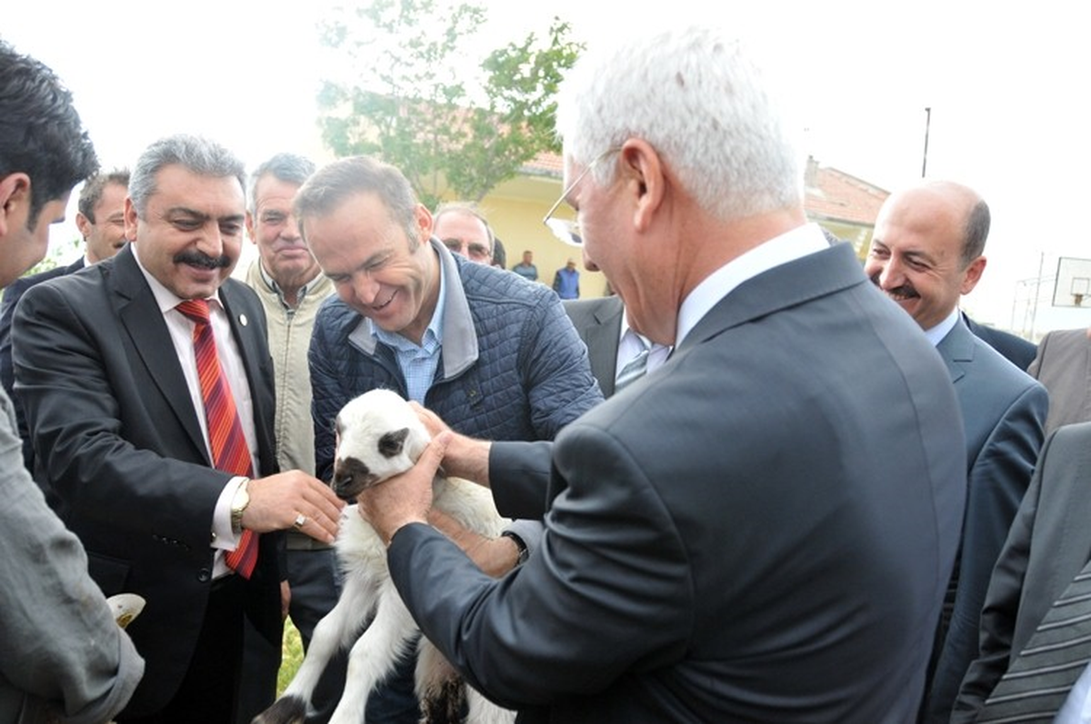 Karaman\'da Damızlık Koç Dağıtımı