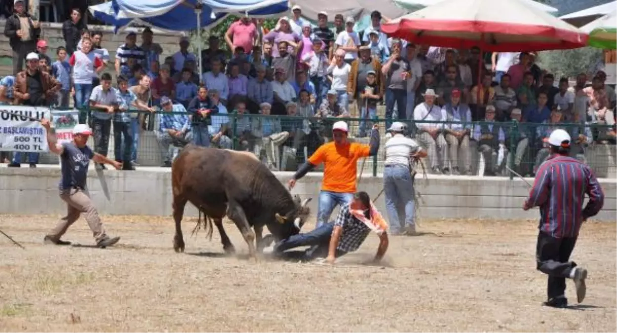Kızgın Boğanın İntikamı!