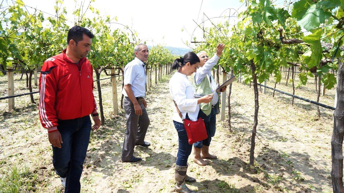 Sarıgöl\'de Dolu Zararı Tespit Çalışmalarına Başlandı