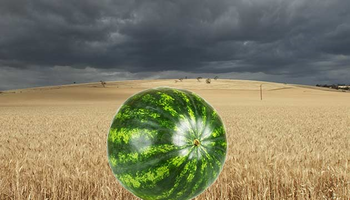 Yağışlar Karpuz ve Buğdayı Tehdit Ediyor