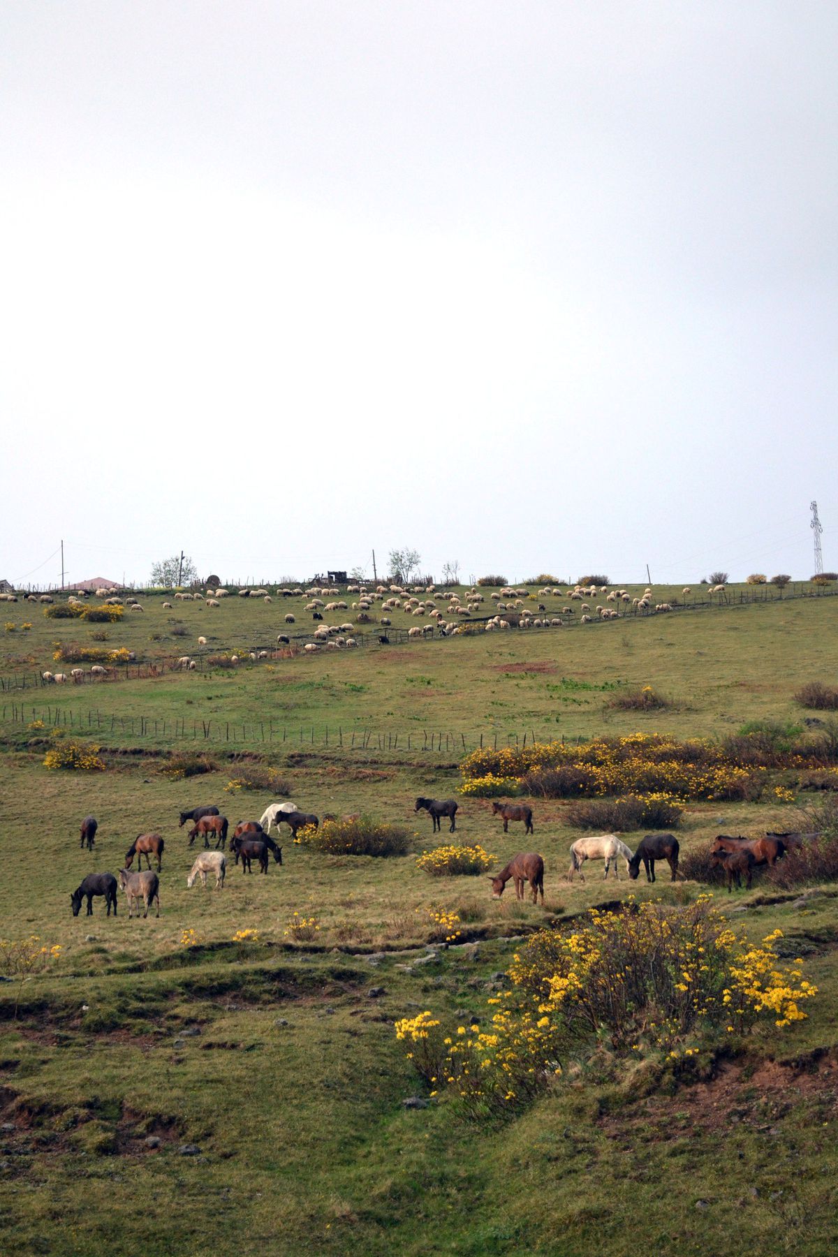 Yılkı At Sürüleri