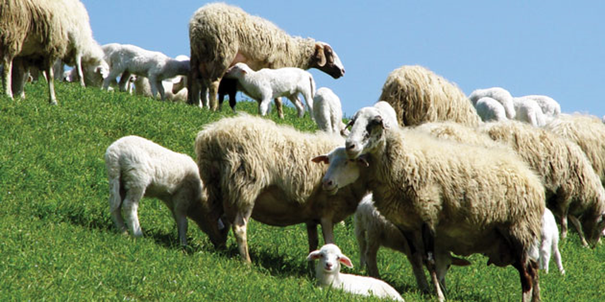 Ceylanpınar\'da 250 Küçükbaş Hayvan Ele Geçirildi