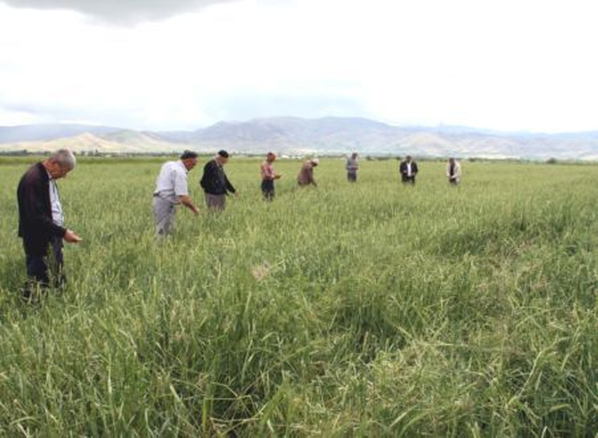 Dolu ve Sağanak, Ekili Alanlara Zarar Verdi