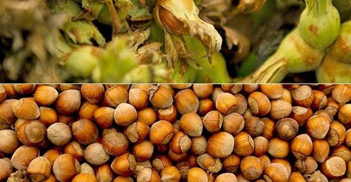 Düzce\'de Fındık Kurdu ile Mücadele Çalışmaları