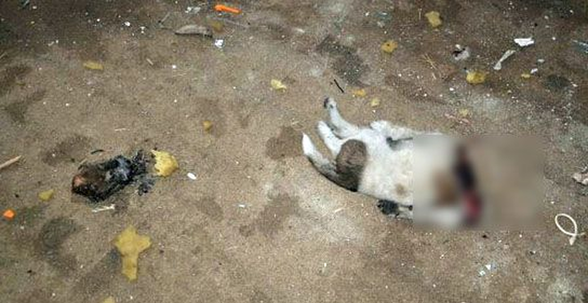 Köpeklerin Boğazlarını Kestiler