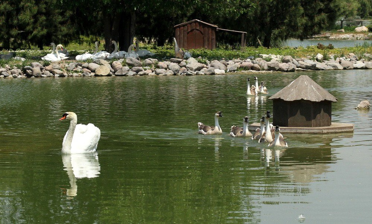 Minikler Doğal Yaşam Parkında Lisefest\'te