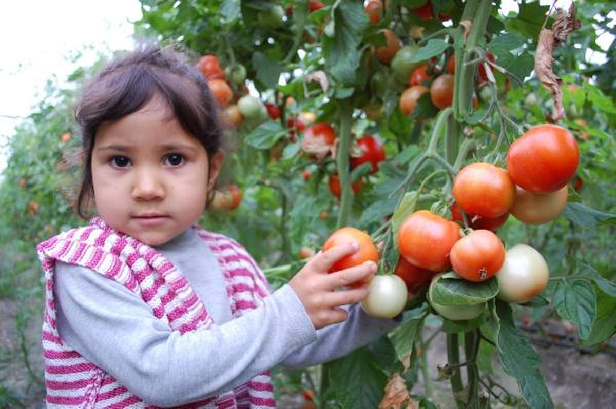 Silifke\'de Sera Domatesin Kilosu 20 Kuruşa Düştü