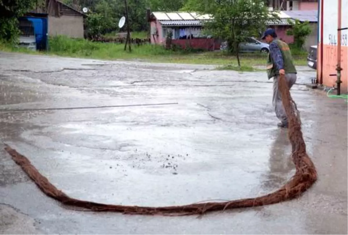 Su Borusunda Kök Salan Ağaç, İlçeyi Susuz Bıraktı