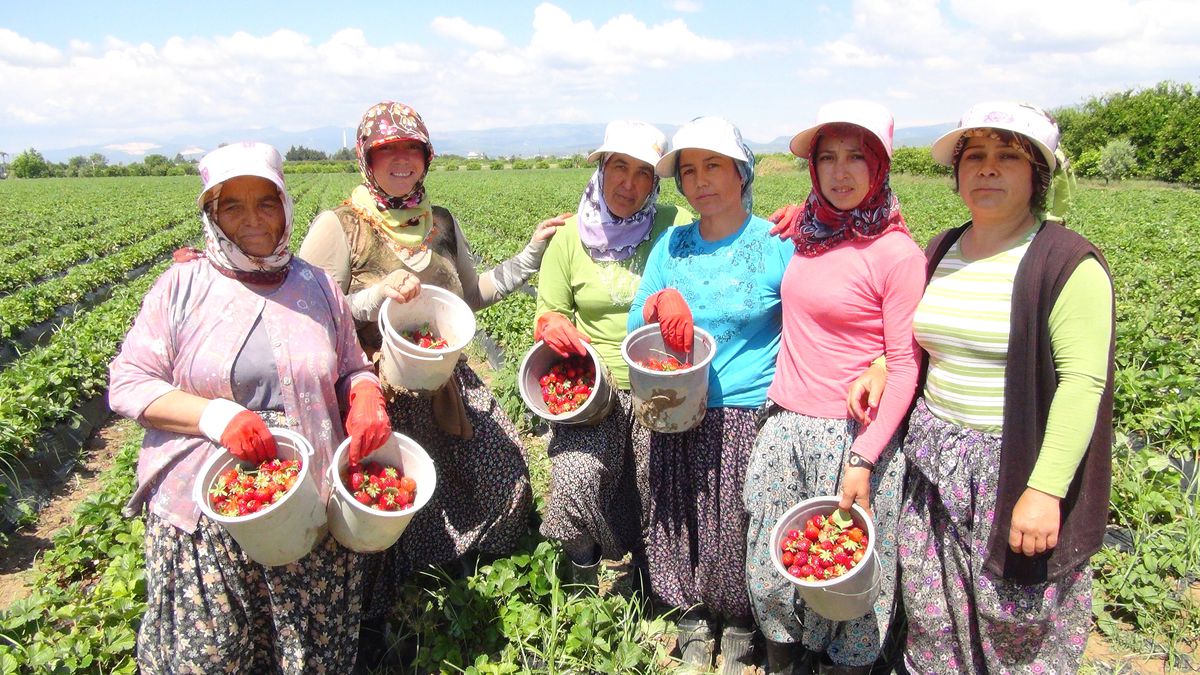 Çilek Tarlada Kızlar Evde Kaldı