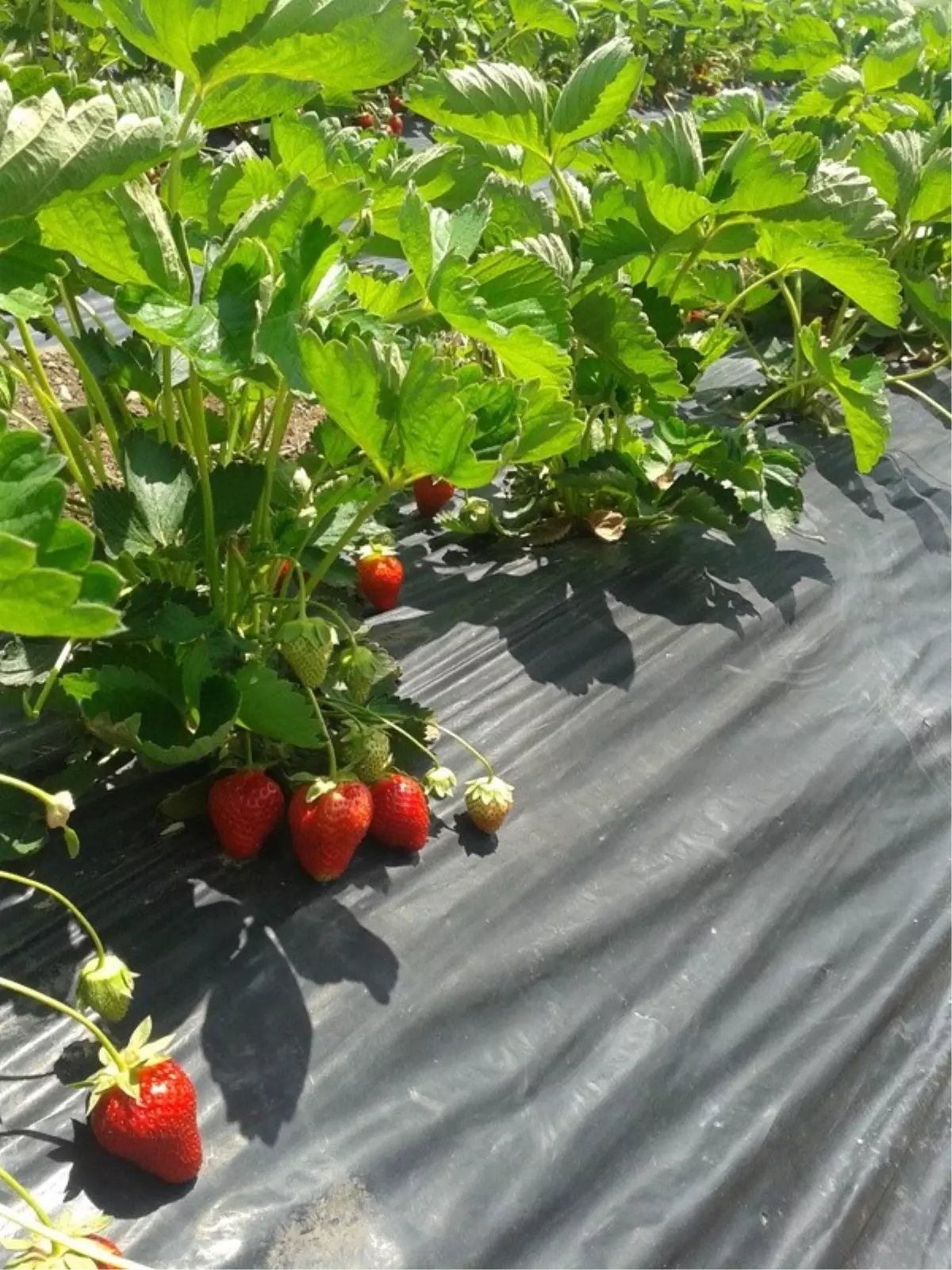 Ekinözü\'nde Çilek Yetiştiriciliği Gelişiyor