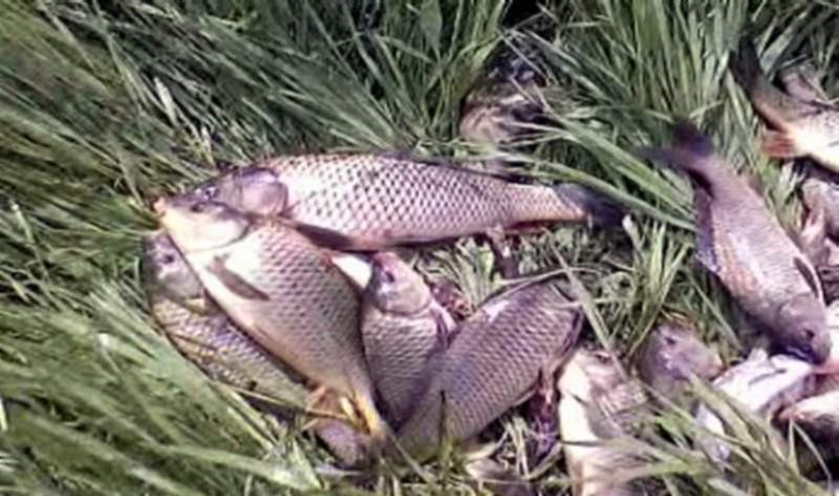 Kars\'ta Balık Avı Yasağı Başladı