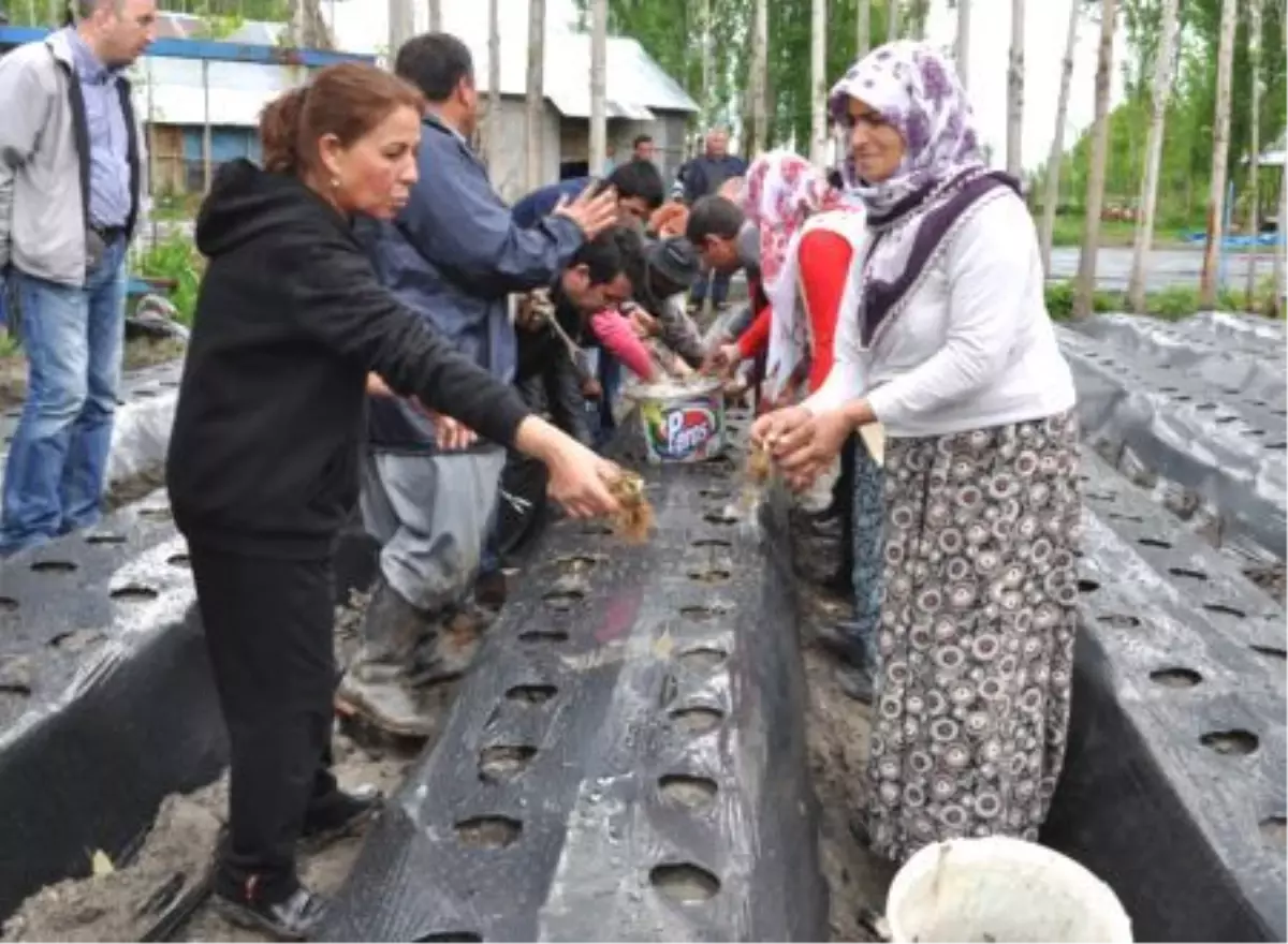 Muş Ovası İlk Kez Çilekle Tanıştı