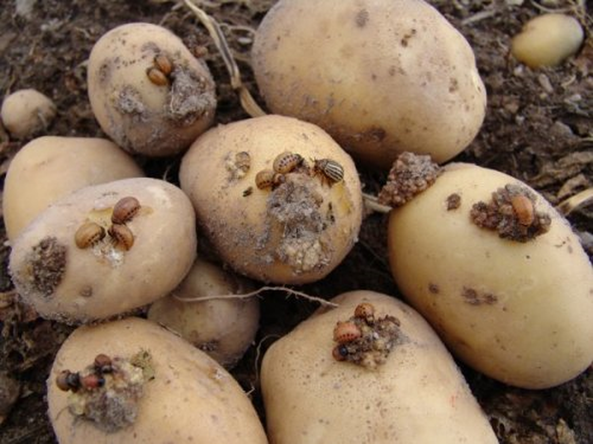 Patates Siğili Olan Alanlara Dekar Başına 110 TL Destek