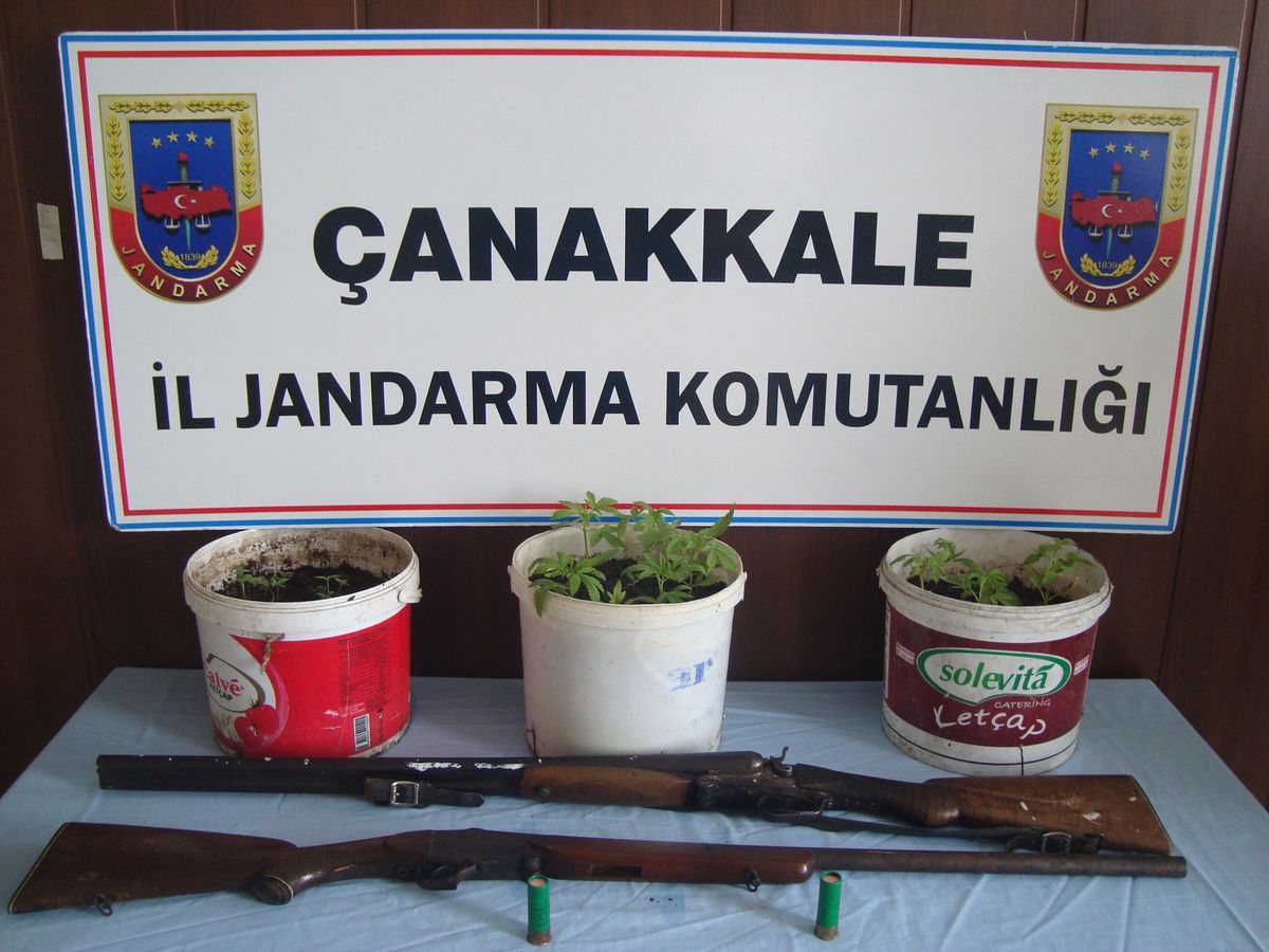 Saksıda Hint Keneviri