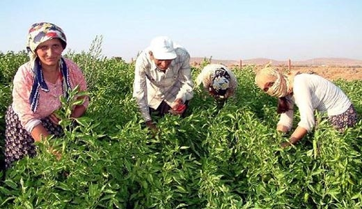Tarımda İstihdam Şubat\'ta 5.5 Milyonu Aştı