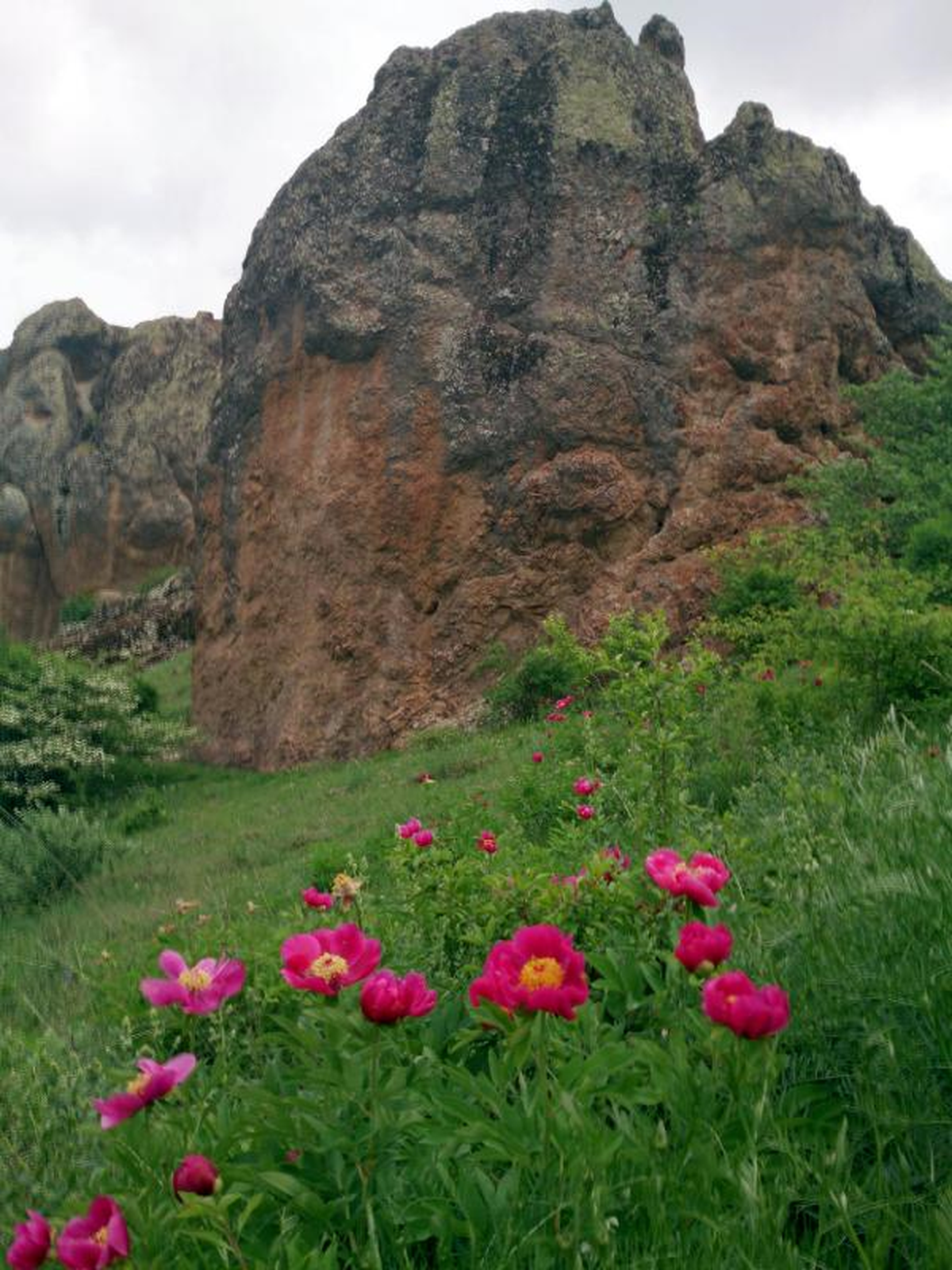 Yozgat Lalesi Çoğalmaya Başladı