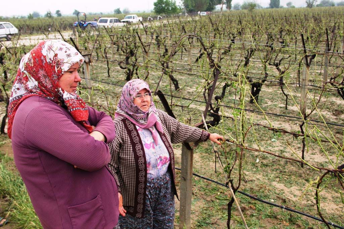 'Dolu Bağları Vurdu Üzüm Fiyatı Yükseldi'
