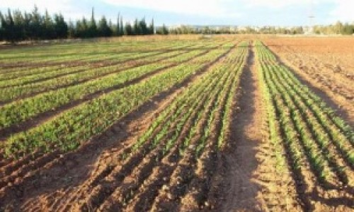 Fidan Üretim Rakamları Açıklandı
