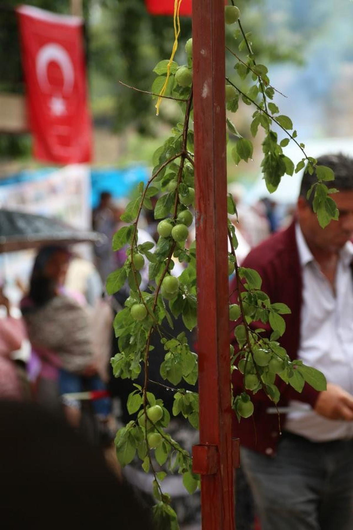 Gezende'de Renkli Erik Festivali