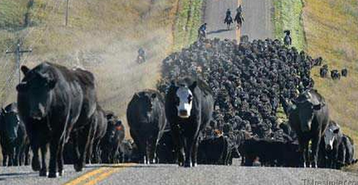 İnek Saldırısı Öldürdü