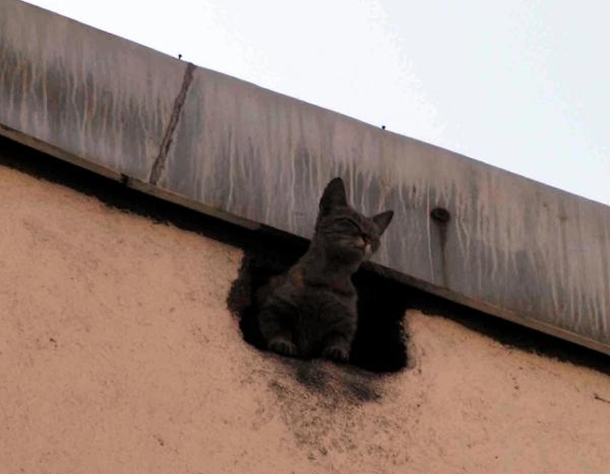 İtfaiyeden Kedi Kurtarma Operasyonu