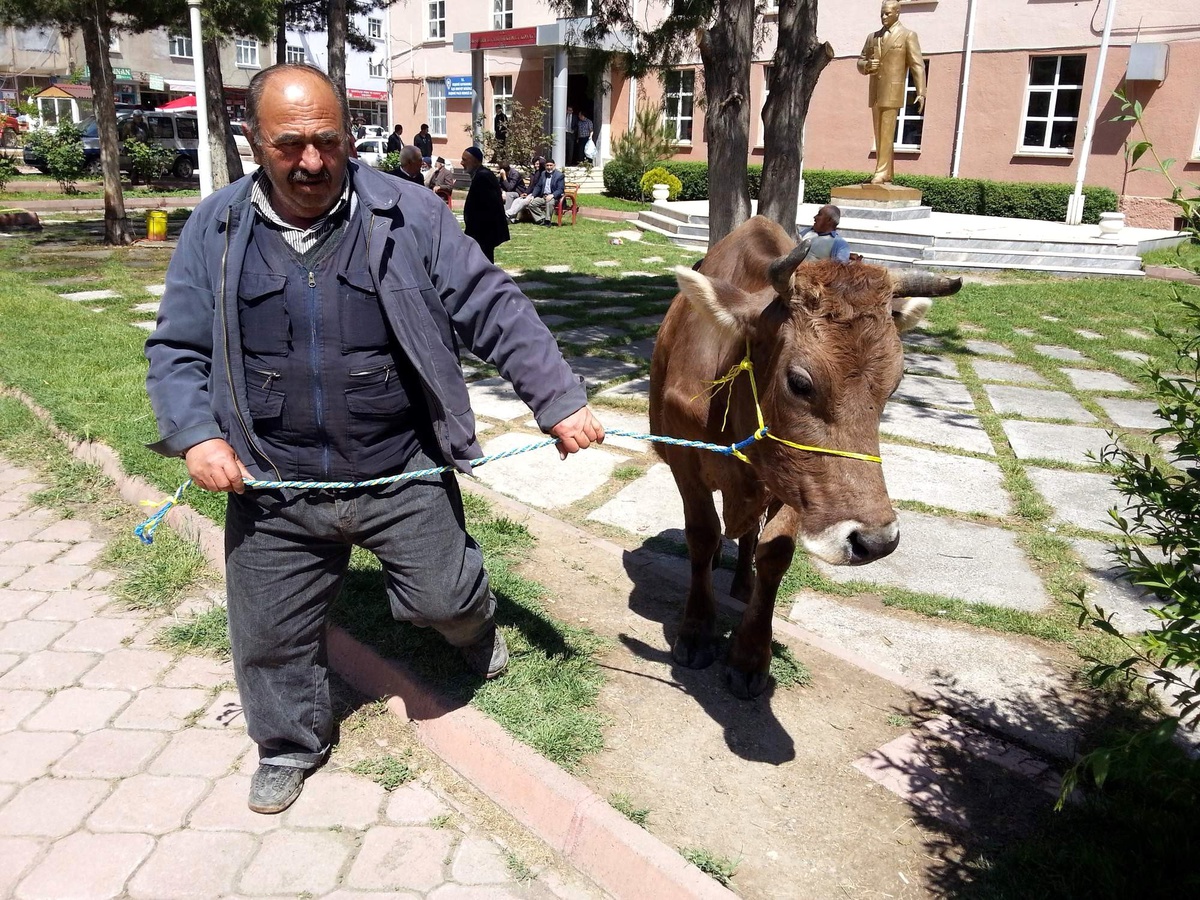 Kaçan İnek, Sahibini Bekledi