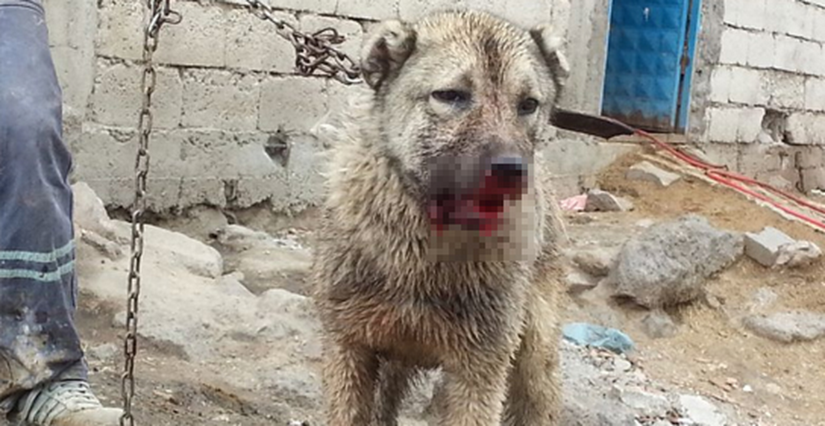 Köpeklere Maytaplı Saldırı