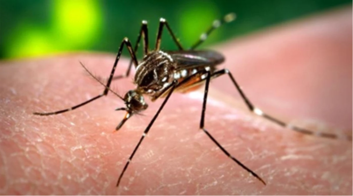 Sıtma, Dişi Sivrisinekleri İnsan Kokusuna Daha Duyarlı Hale Getiriyor