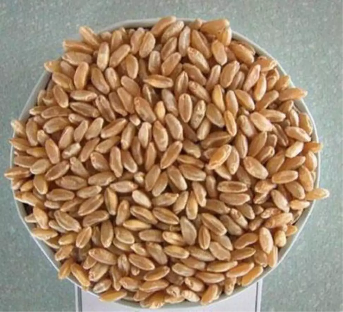 Tescillendirilen Buğday Çeşidi "Yunus"La Çiftçiye Çare Olacaklar