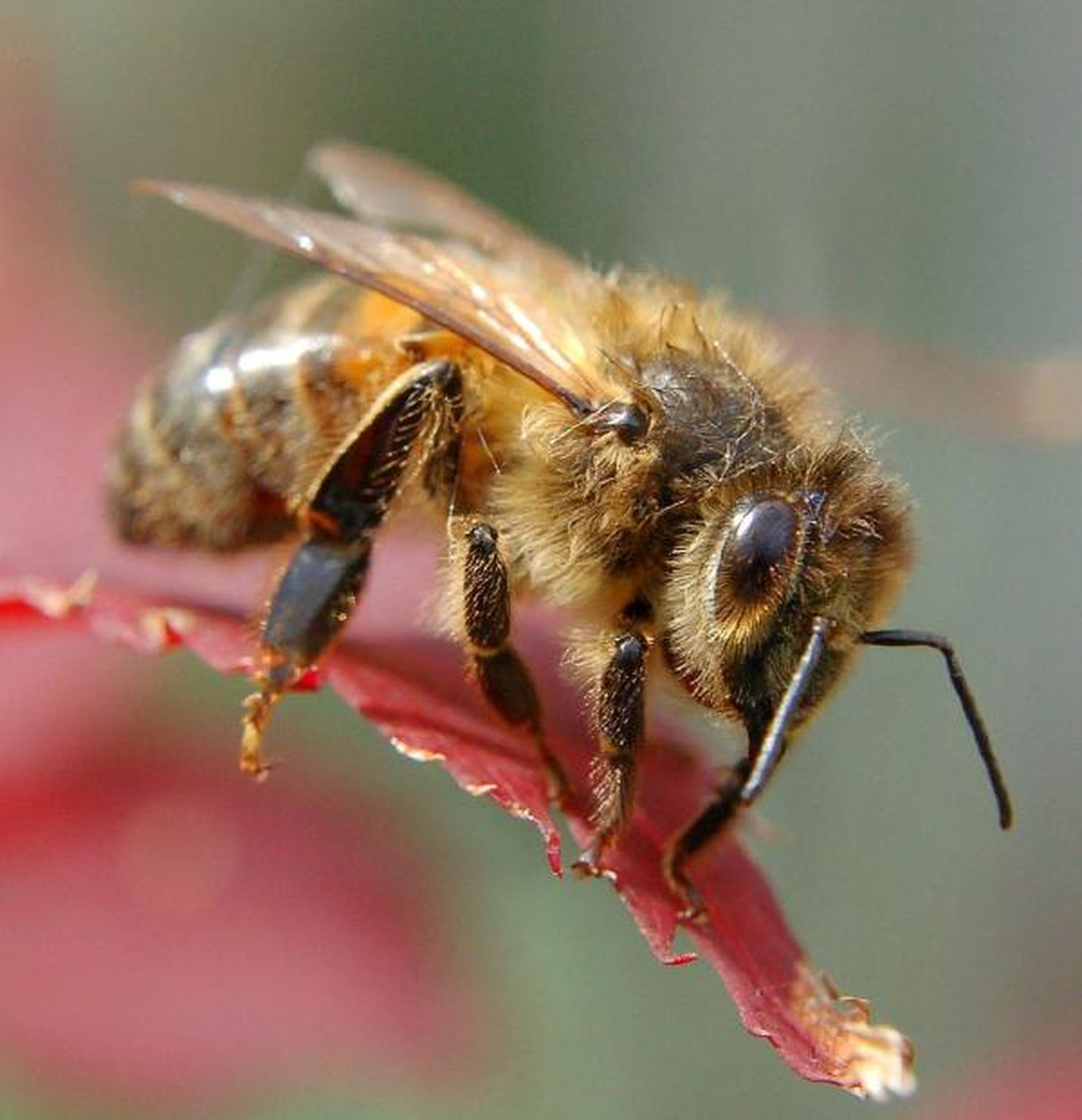 Arıların Irkı Korunacak
